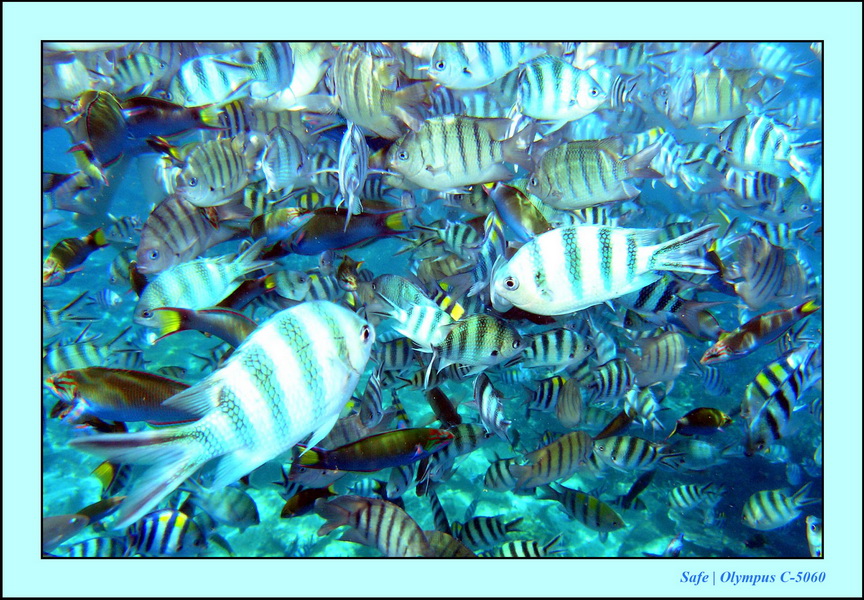 2005 - 08 - Perhentian  - 105.JPG